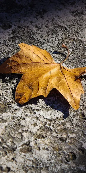 Fallen Autumn Leaf 4K iPhone Wallpaper Background