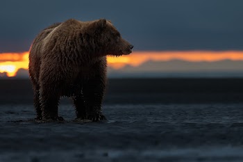 Grizzly Bear Wallpaper
