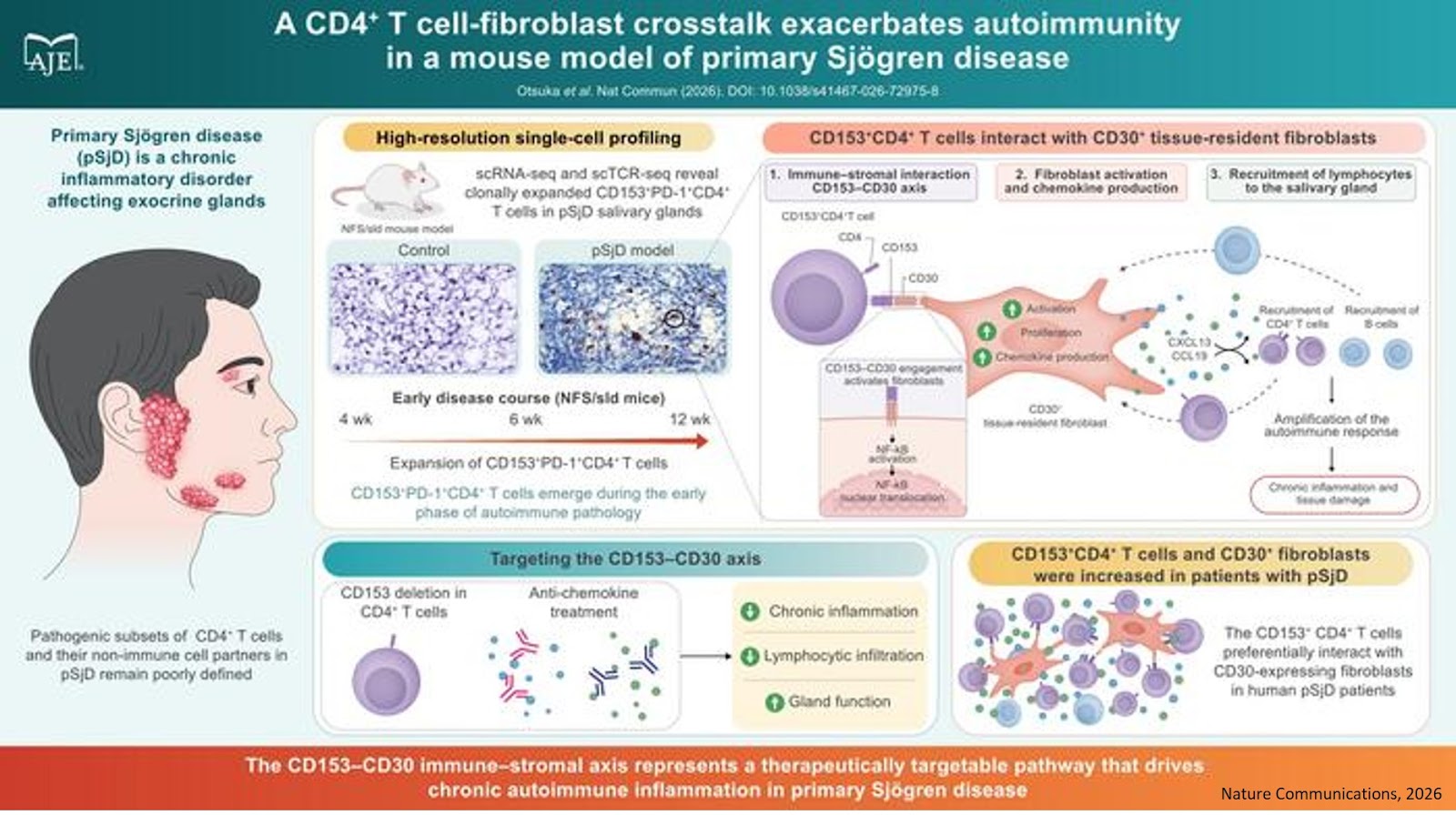 A CD4  + T cell-fibroblast crosstalk exacerbates  autoimmunity in a mouse model of primary Sjögren disease