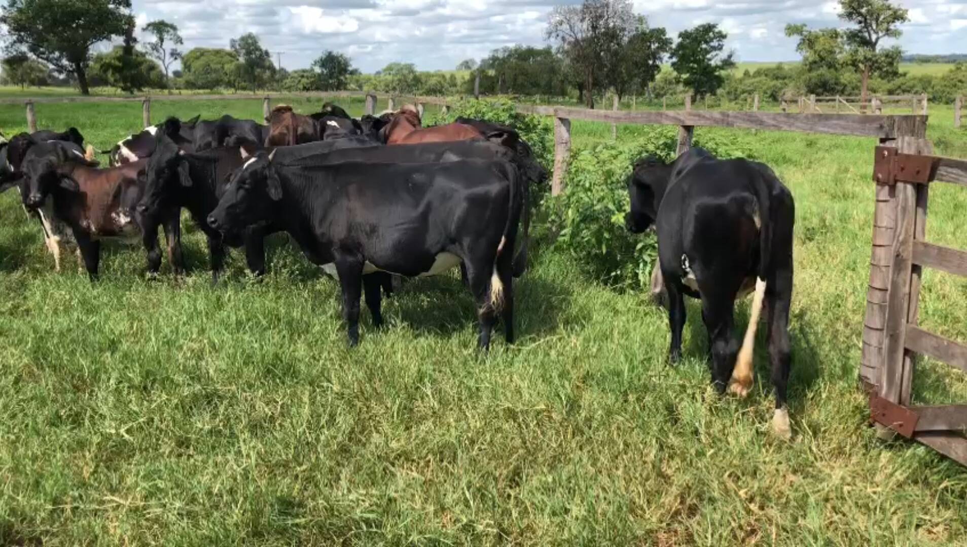 Fazenda em São João do Aporé-MS 10