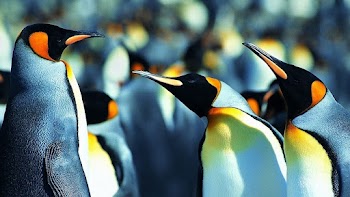 Penguins Wallpaper