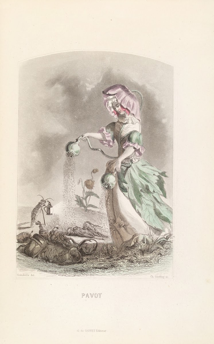 Pavot 1840s