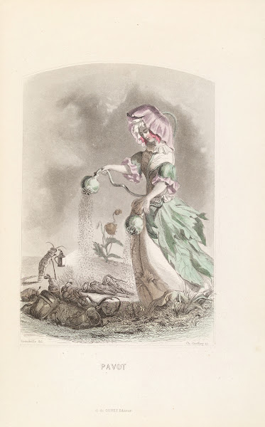 Pavot 1840s