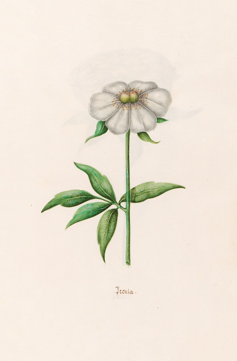 Peonia Peony 1692