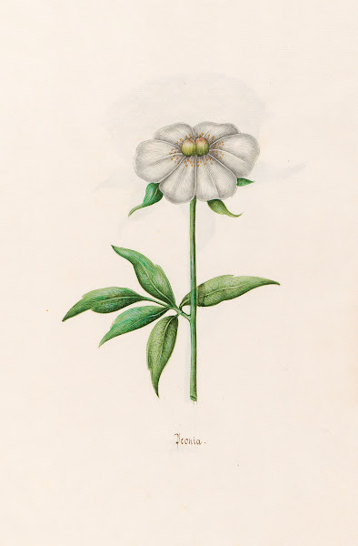 Peonia Peony 1692