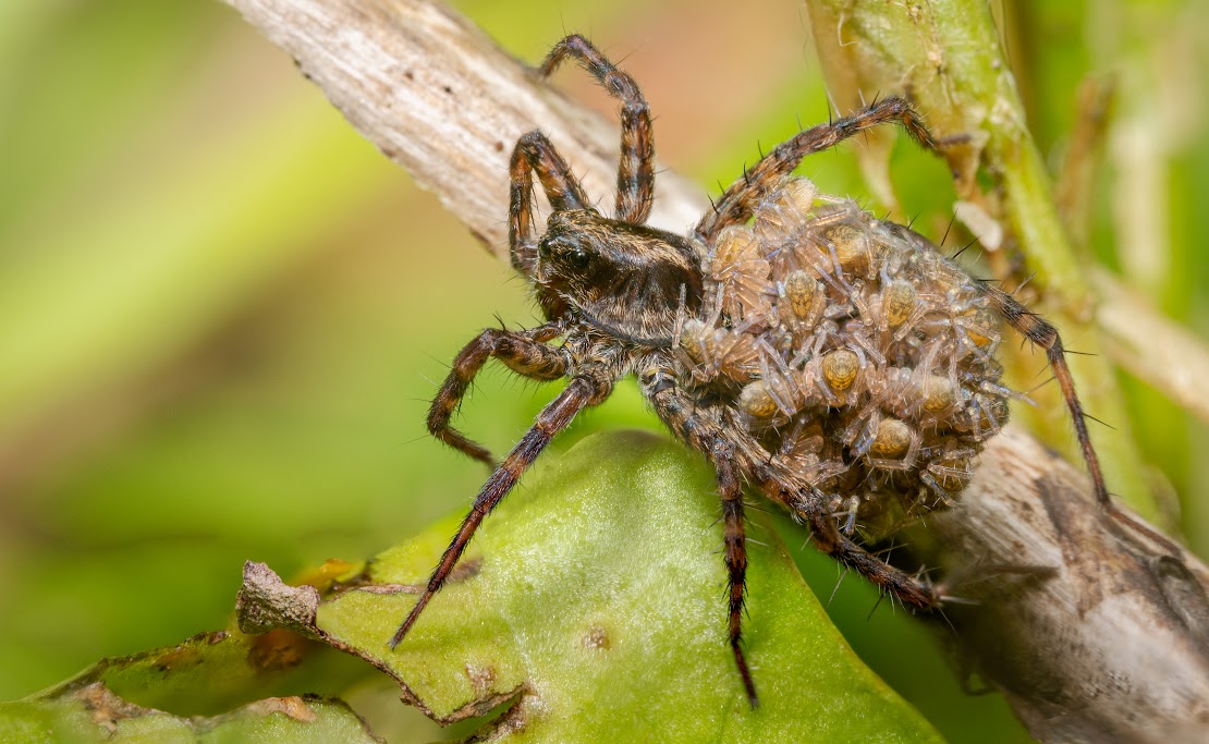 Pardosa sp.