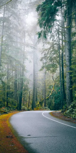 Forest, Road, Nature, Trees 4K Wallpaper Background