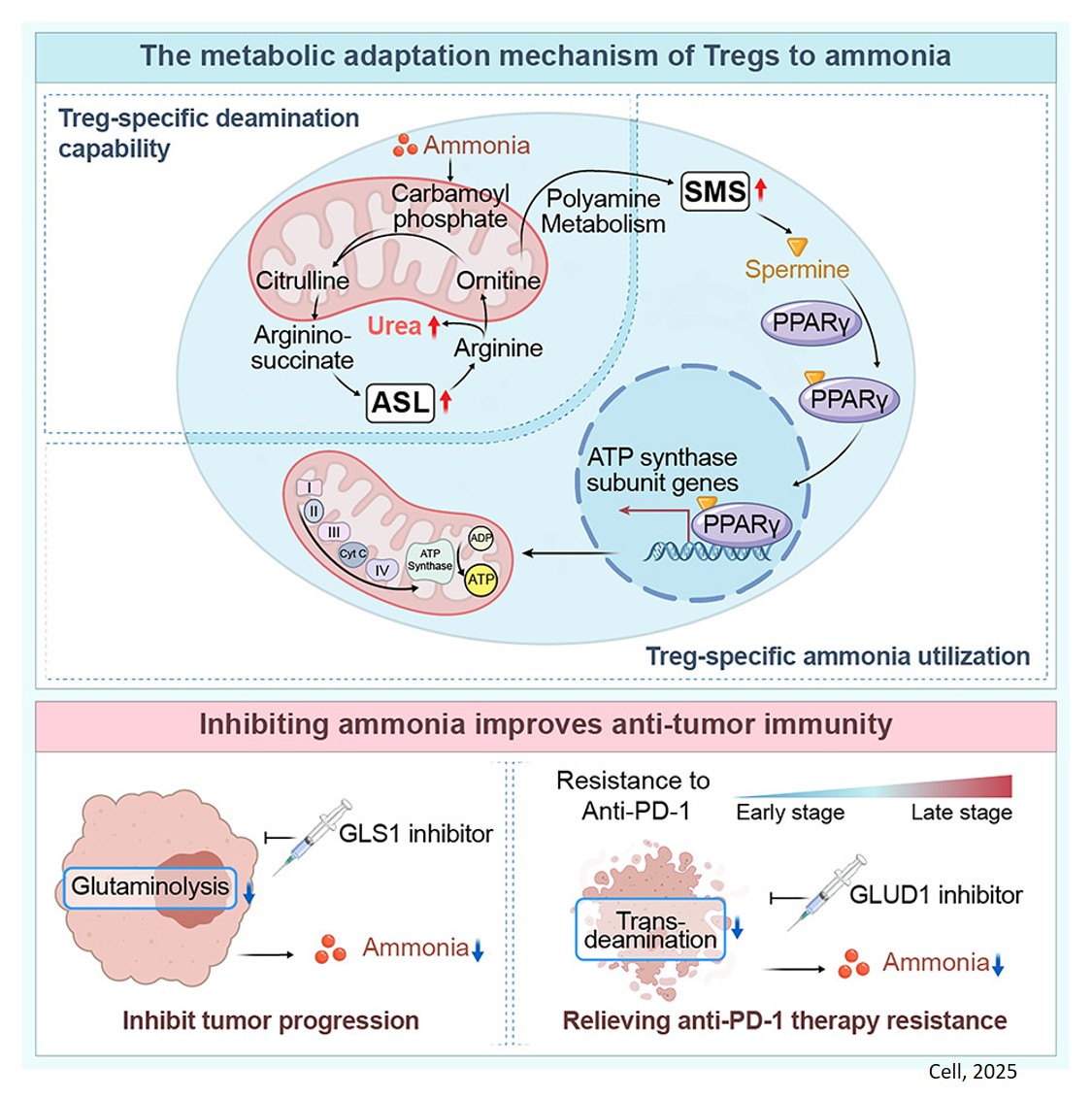 Tumor-produced ammonia is metabolized by regulatory T cells to further impede anti-tumor immunity