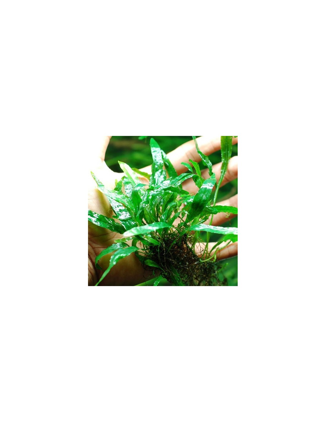 Microsorum pteropus ‘Green Gnome
