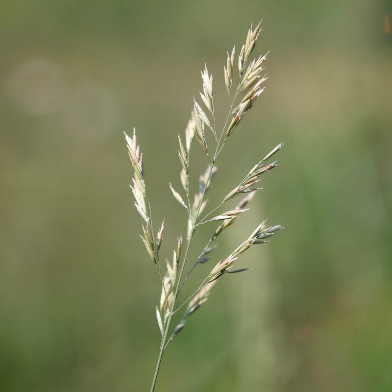 Melica ciliata in piena fioritura con spighe argentate nel dry garden