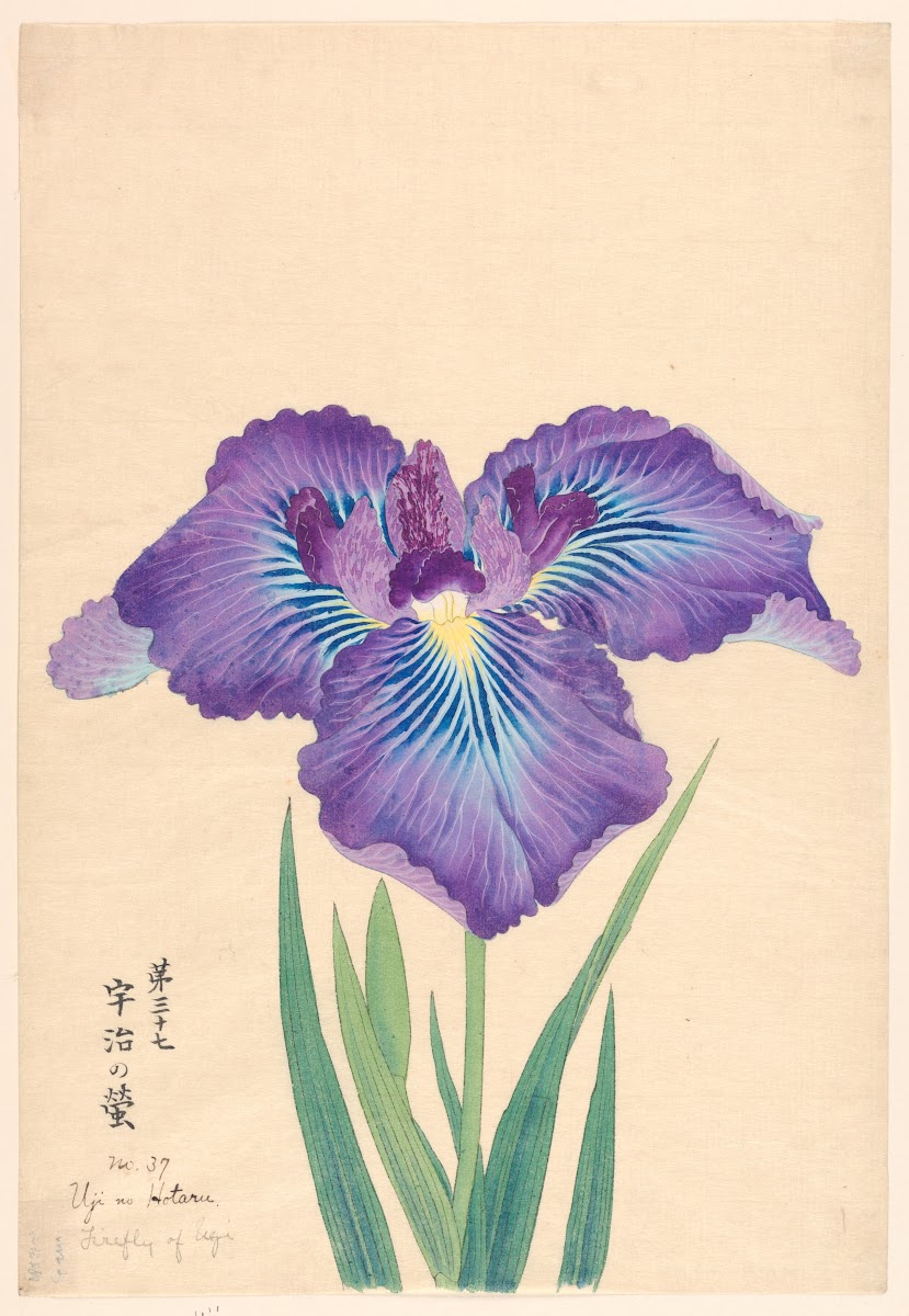 Firefly of Ugi Uji no Hotaru 1910