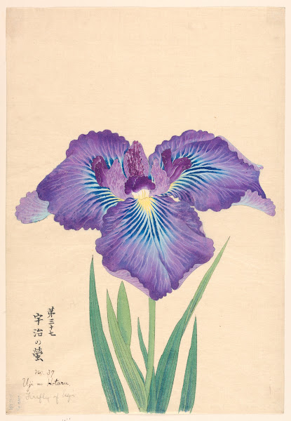 Firefly of Ugi Uji no Hotaru 1910