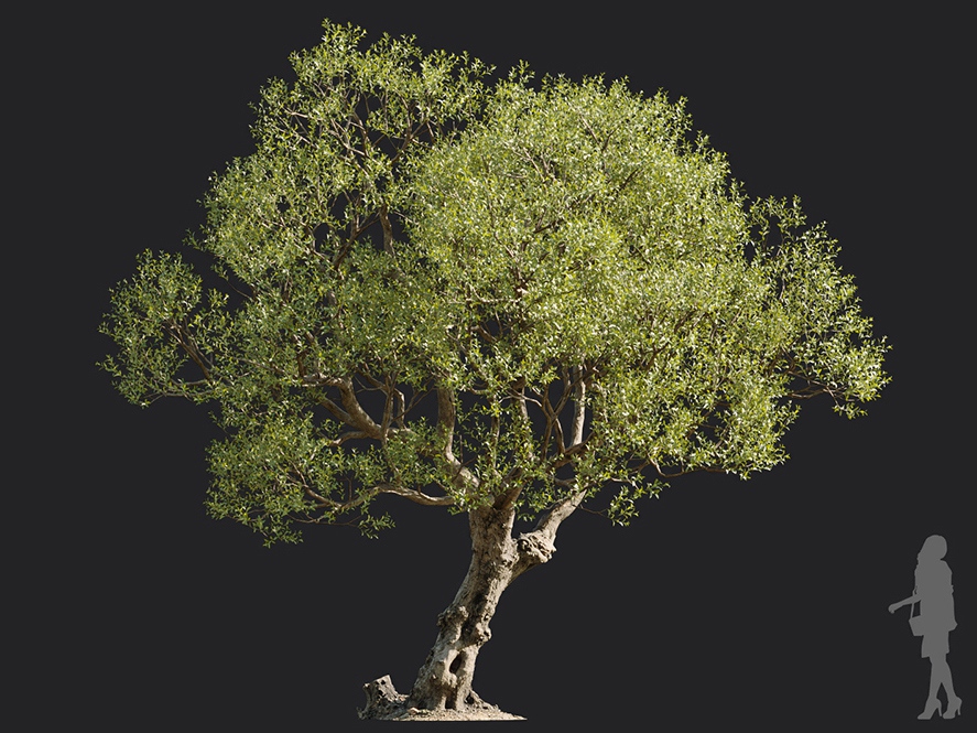Maxtree - Plant Models Vol.113