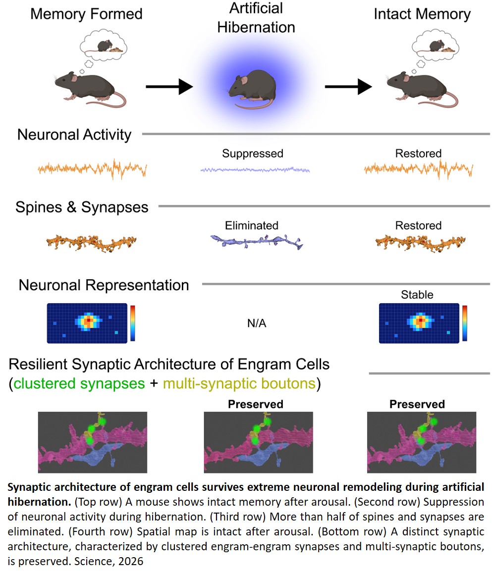 Memories persist despite temporary synapse loss