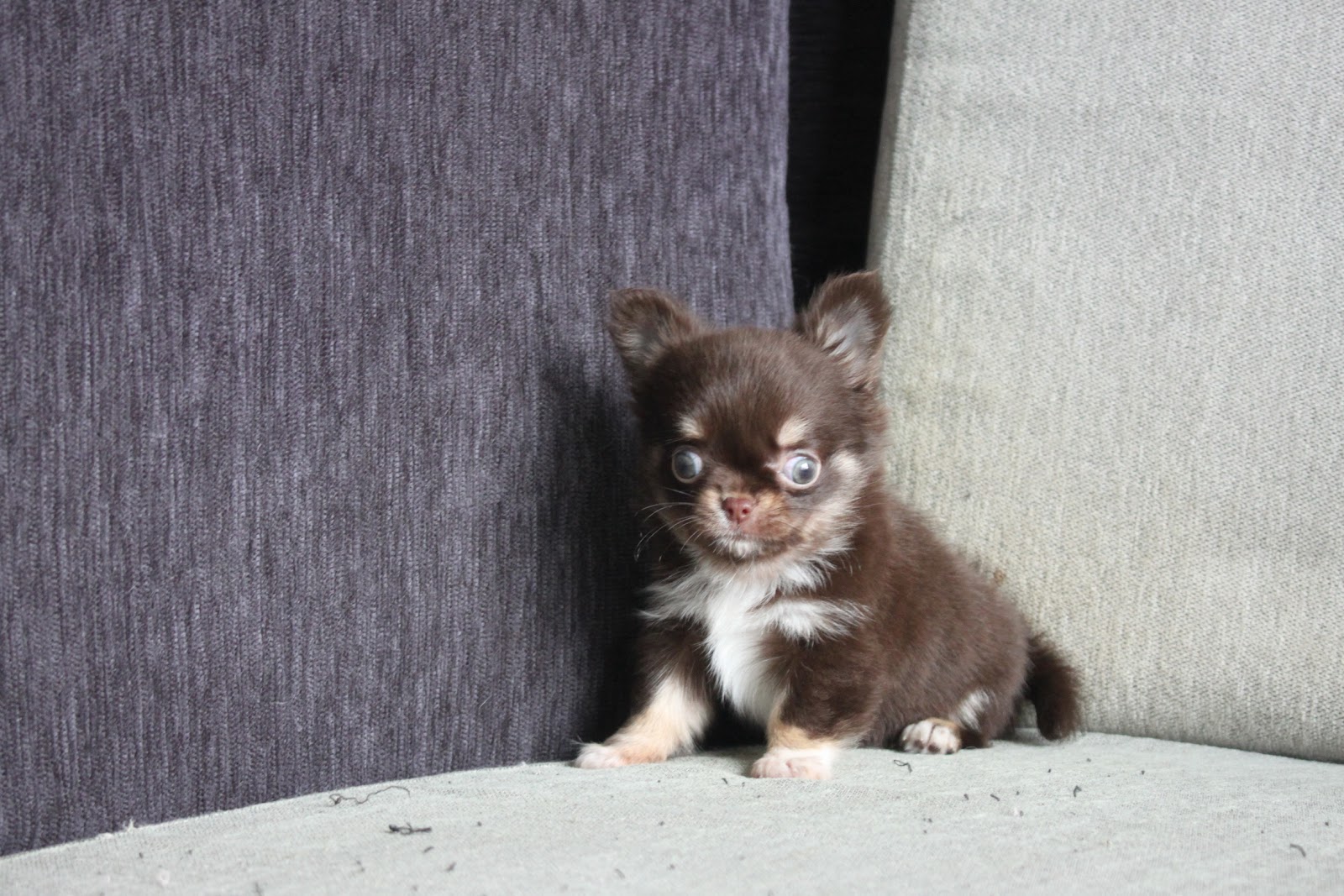 11/1出生 高端優質近茶杯長毛吉娃娃巧克力四目妹妹