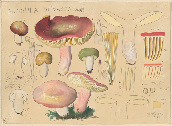 Russula olivacea Schff 2 1915 1945