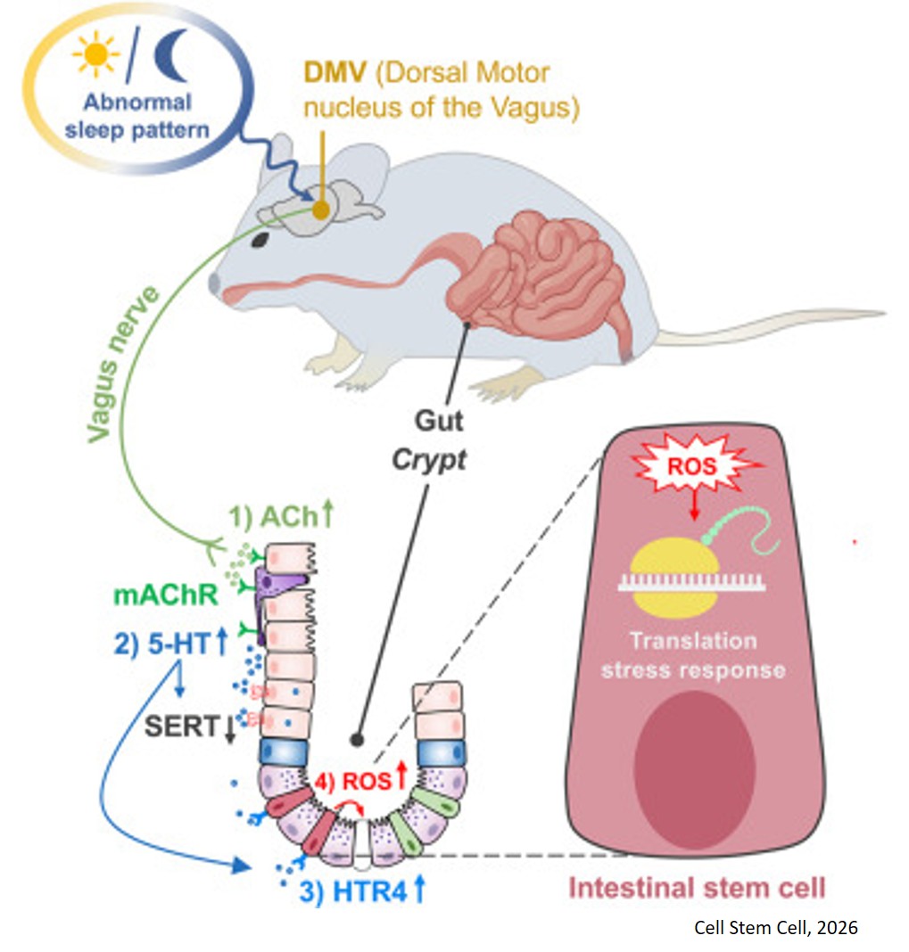 Sleep disturbance triggers aberrant activation of vagus circuitry and induces intestinal stem cell dysfunction
