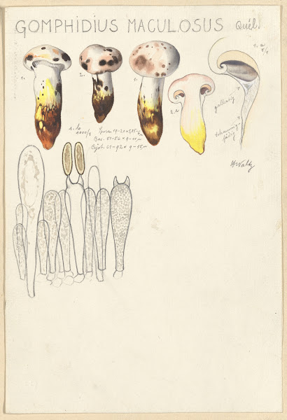 Gomphidius maculosus 1915 1945