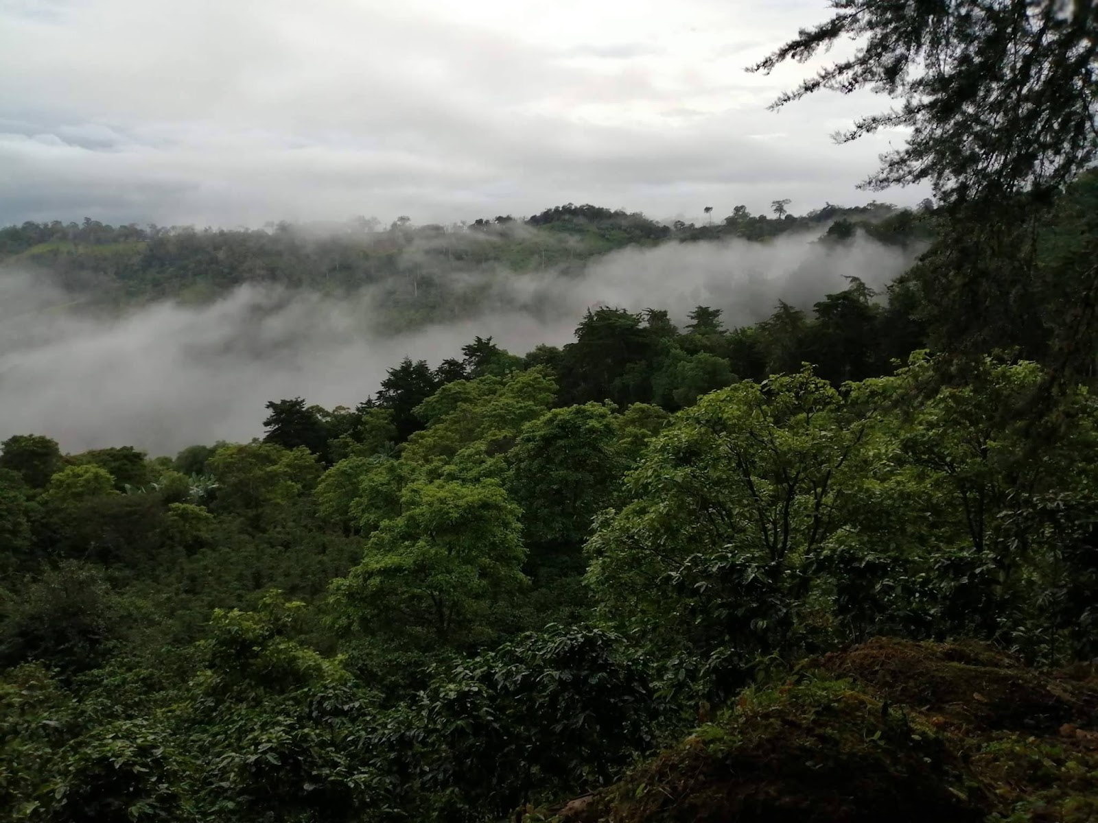 Coffee Farm in Chiriquí — Engel & Völkers Panama