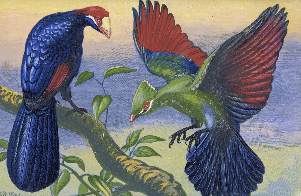 Violet Plantain Eater and White Crested Turacu 1871