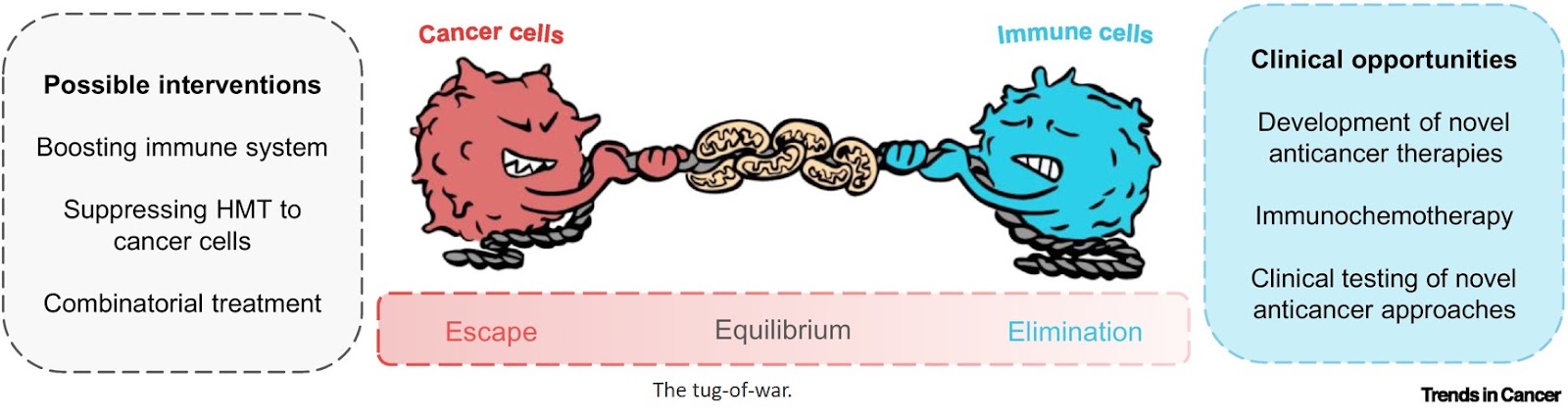 Horizontal mitochondrial transfer and the tug-of-war between cancer cells and immune cells