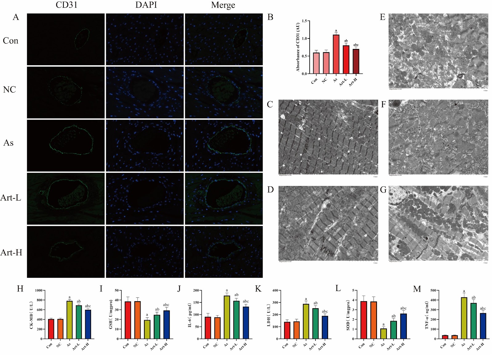 Artemisinin alleviates arsenic-induced myocardial injury in rats by modulating oxidative stress and inflammatory responses