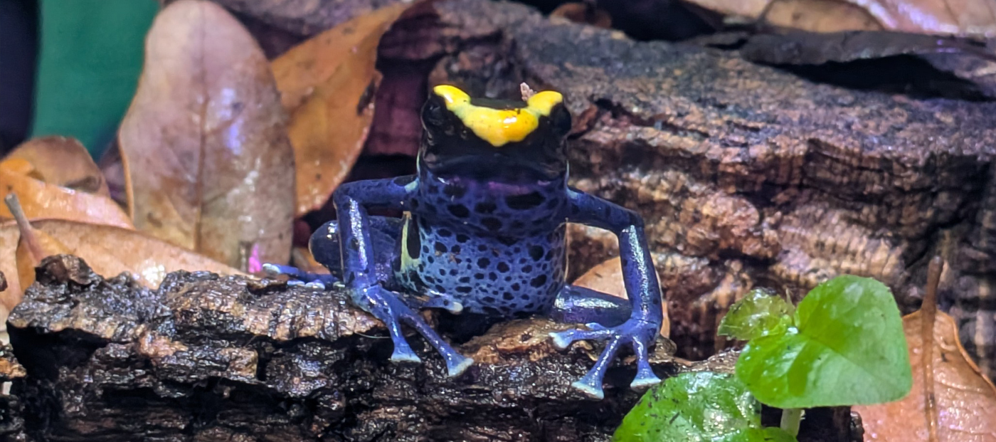 Dart Frog Habits Explained: Why Is My Frog Staring at Me?