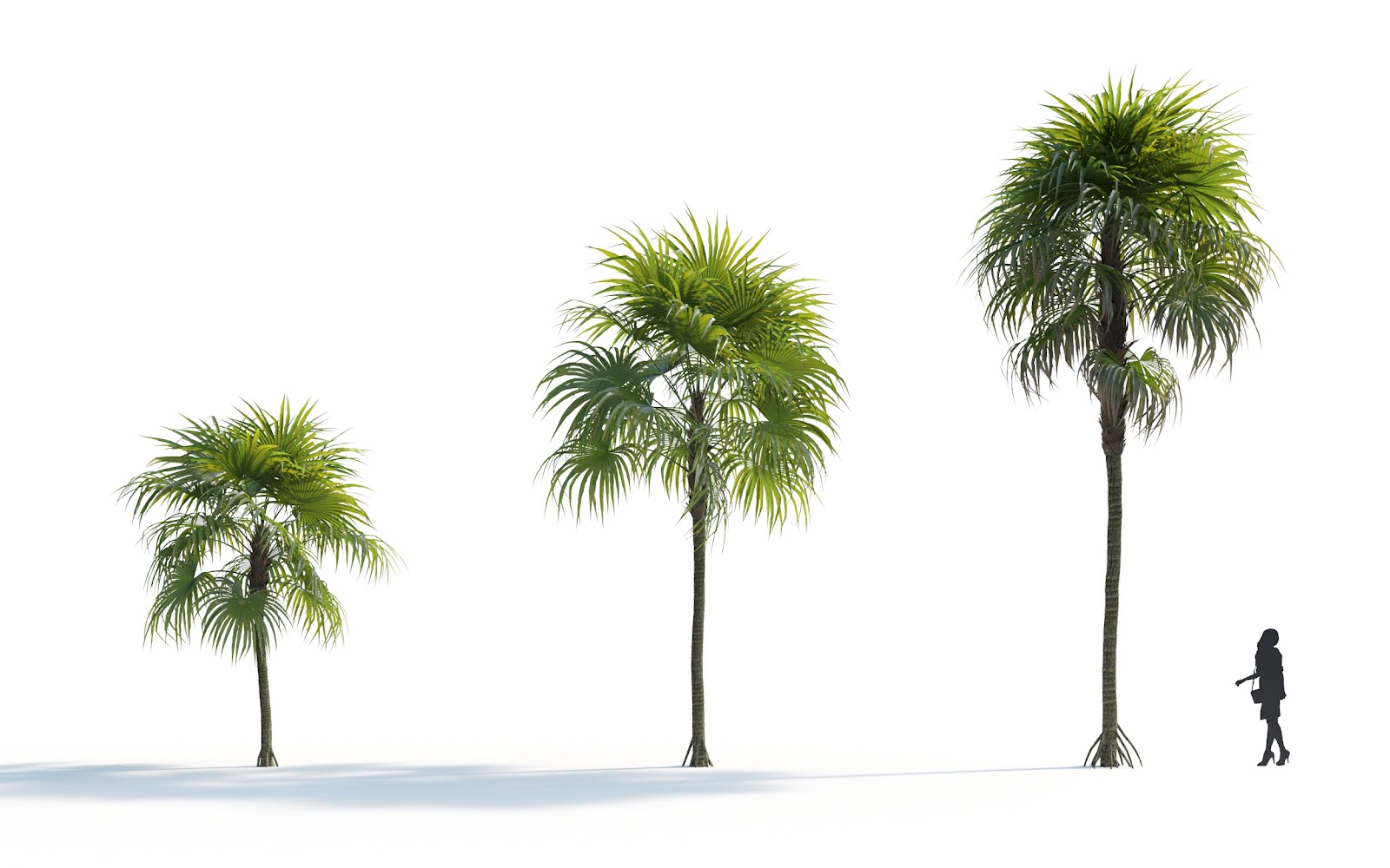 Maxtree - Plant Models Vol.7
