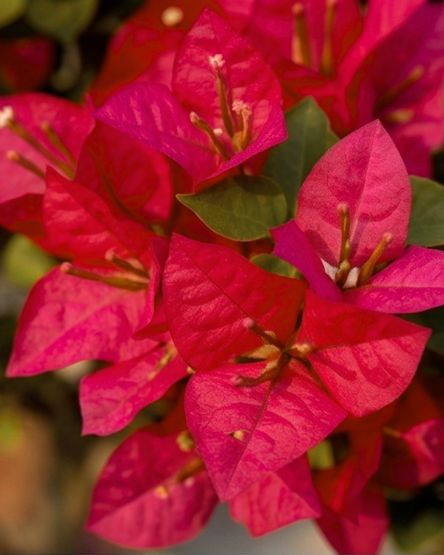 Imported Brezza Red Bougainvillea Plant — view 2