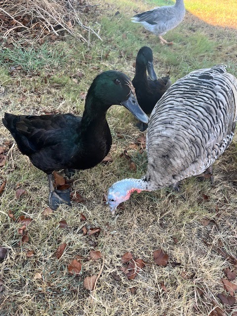Cayuga Duckling, Pilgrim Goose, Narragansett