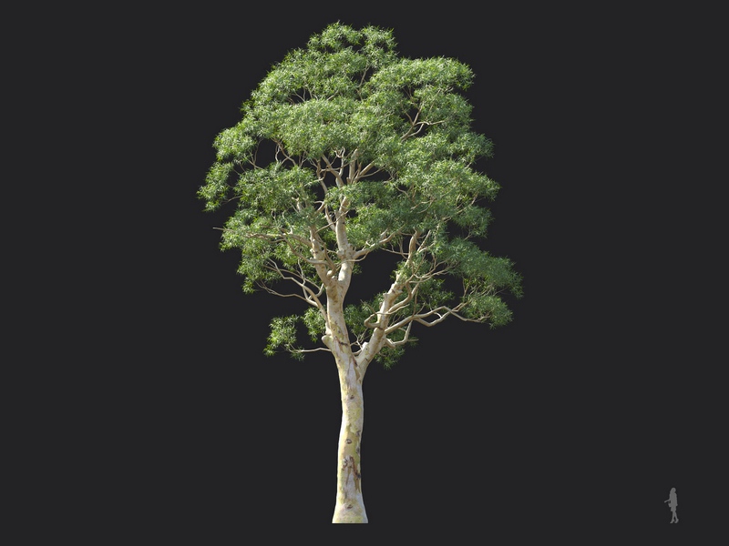 Maxtree - Plant Models Vol.124