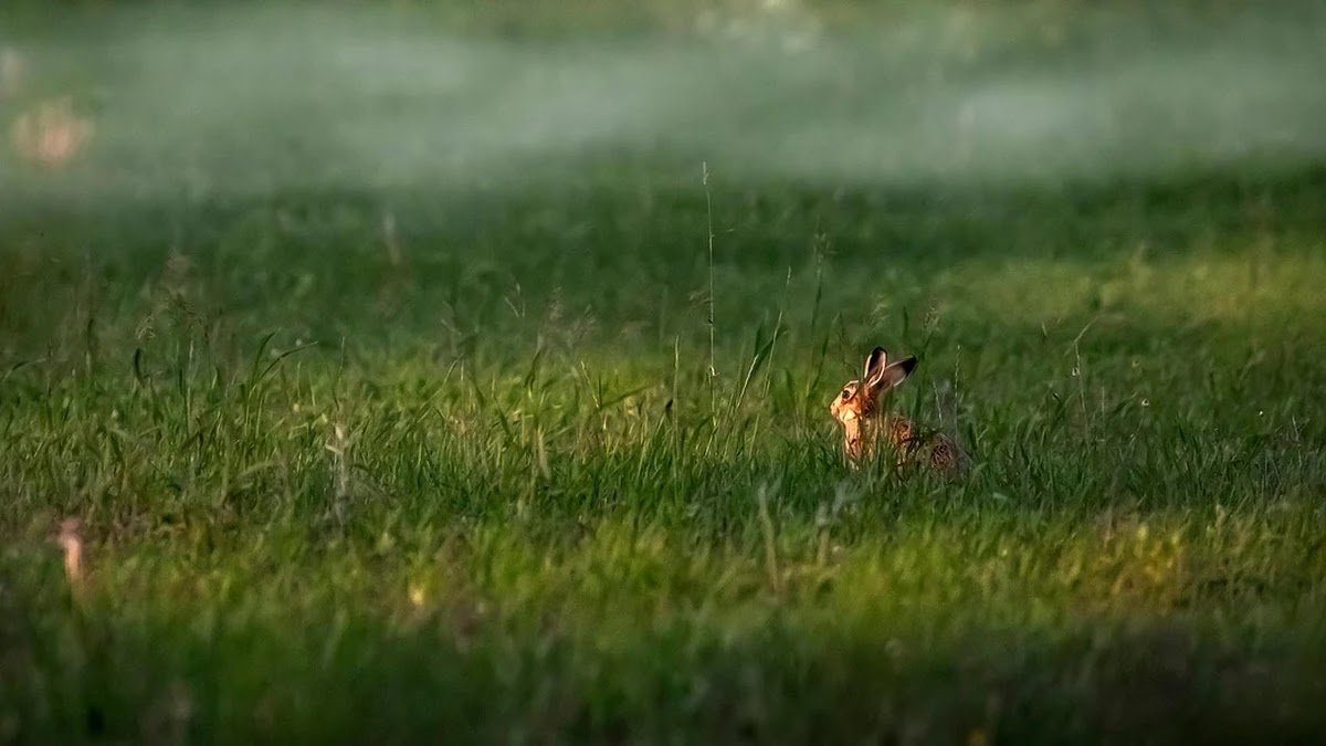한국어 관용구에 쓰이는 동물 표현의 유래와 의미