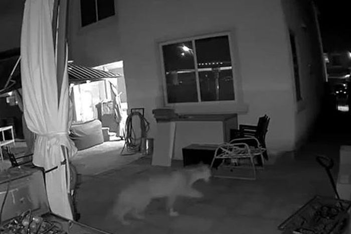 Sư tử núi vượt rào đột nhập nhà dân lúc rạng sáng, chủ nhà hoảng hốt khi xem camera - Tạp chí Doanh Nghiệp Việt Nam