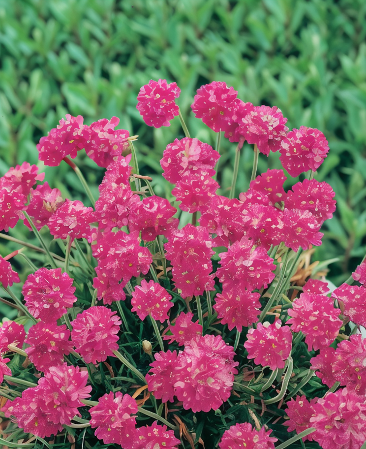 Armeria maritima 'Splendens' in piena fioritura rosa in un giardino roccioso baciato dal sole