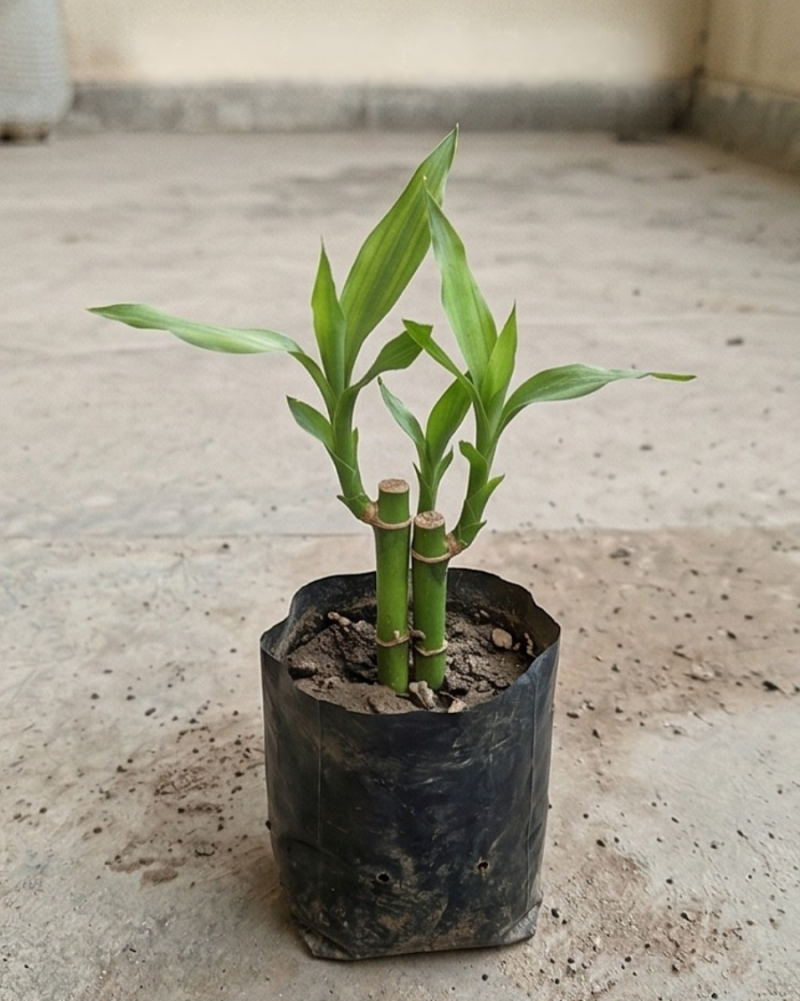 Baby Bamboo Plant — view 6