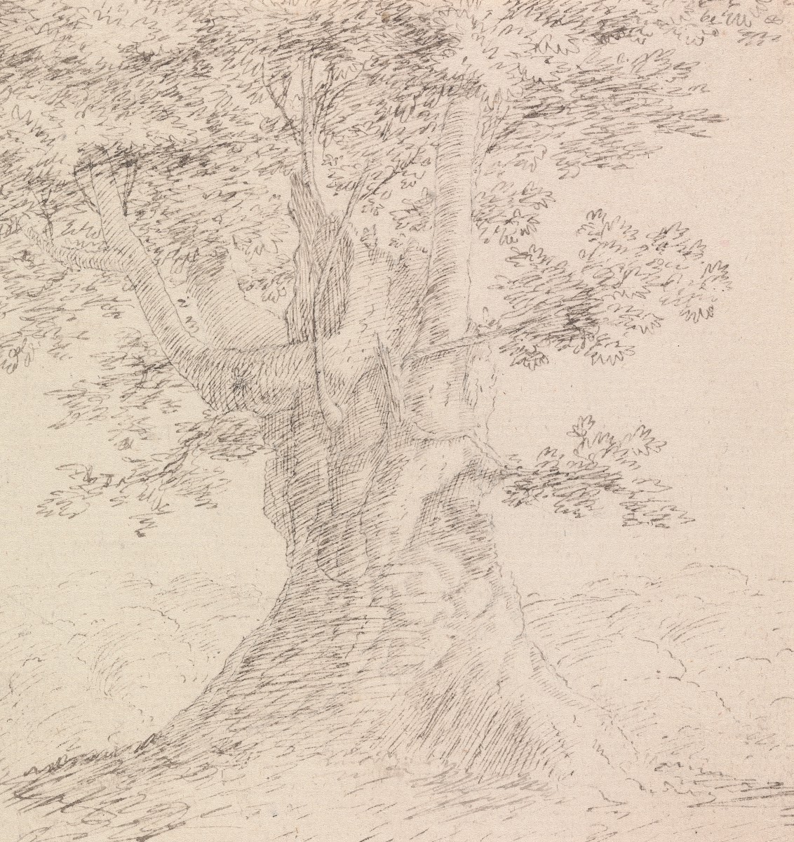Tree Study