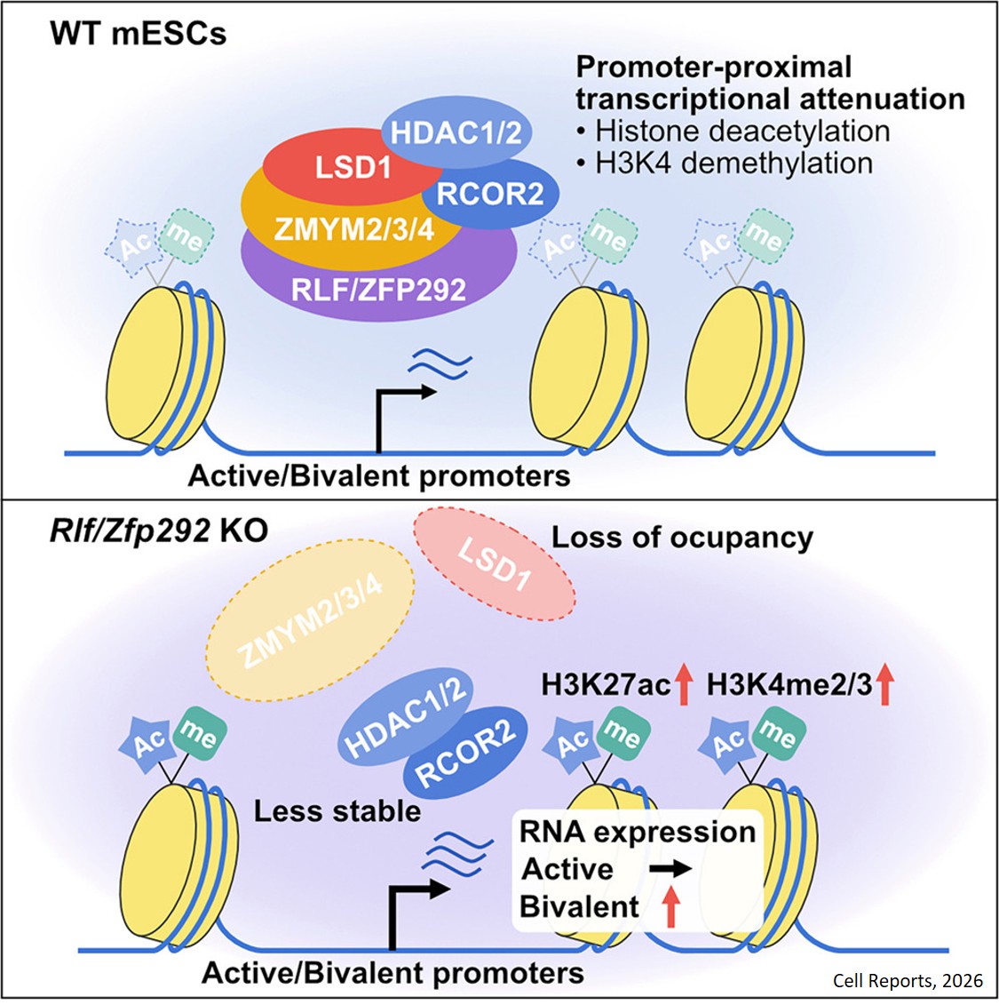 RLF/ZFP292 stabilize CoREST-linked LSD1 engagement at bivalent promoters to safeguard pluripotency