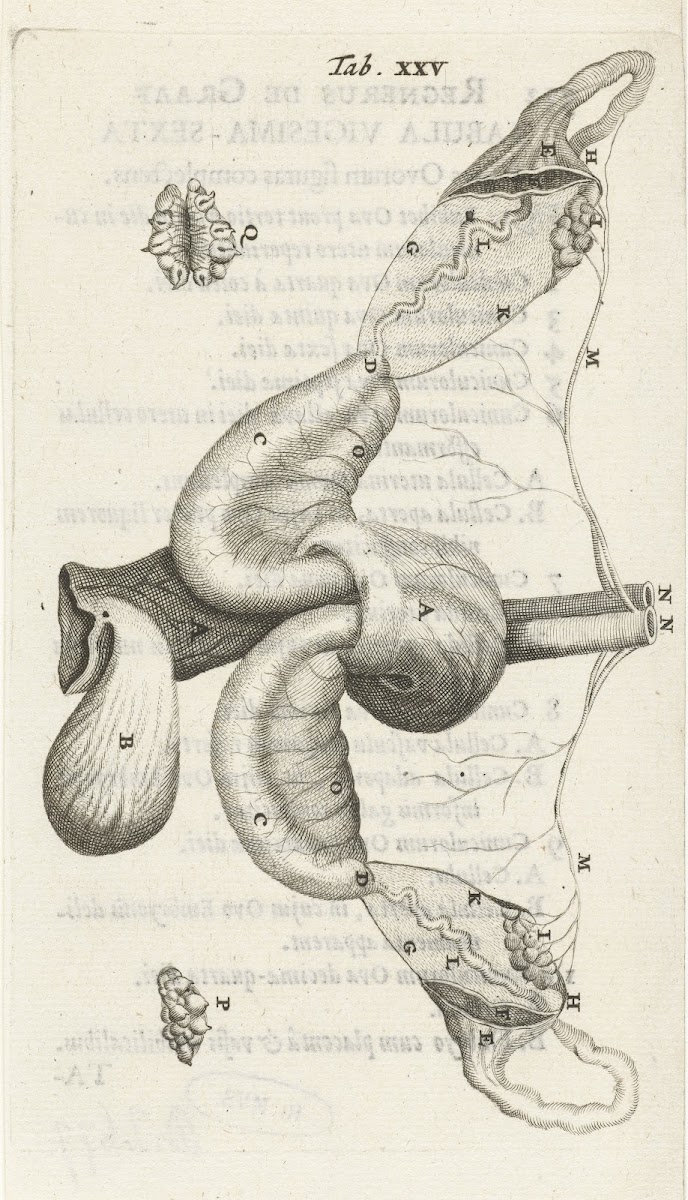 Anatomical illustration of the ovaries and fallopian tubes 1672