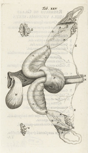 Anatomical illustration of the ovaries and fallopian tubes 1672