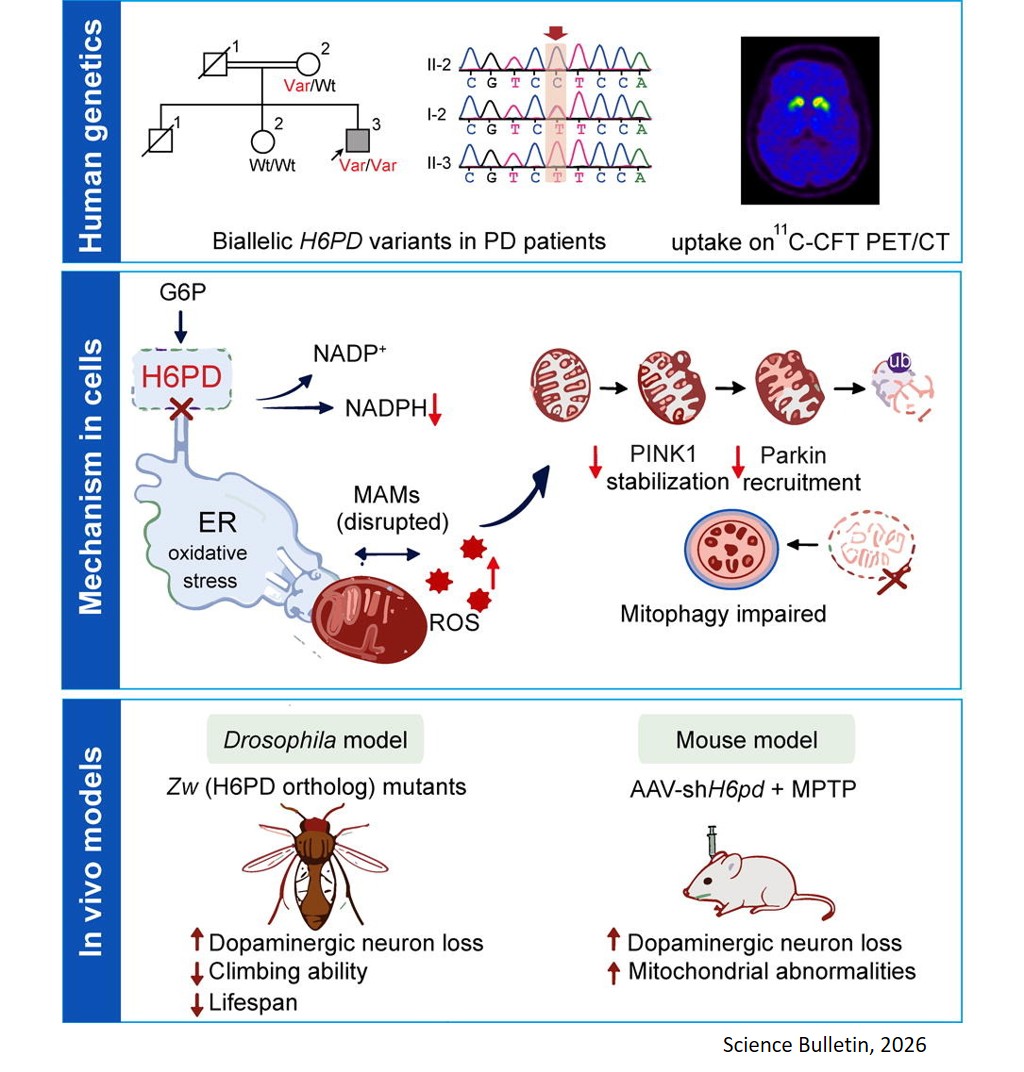 Biallelic hexose-6-phosphate dehydrogenase variants cause mitochondrial dysfunction underlying Parkinson’s disease