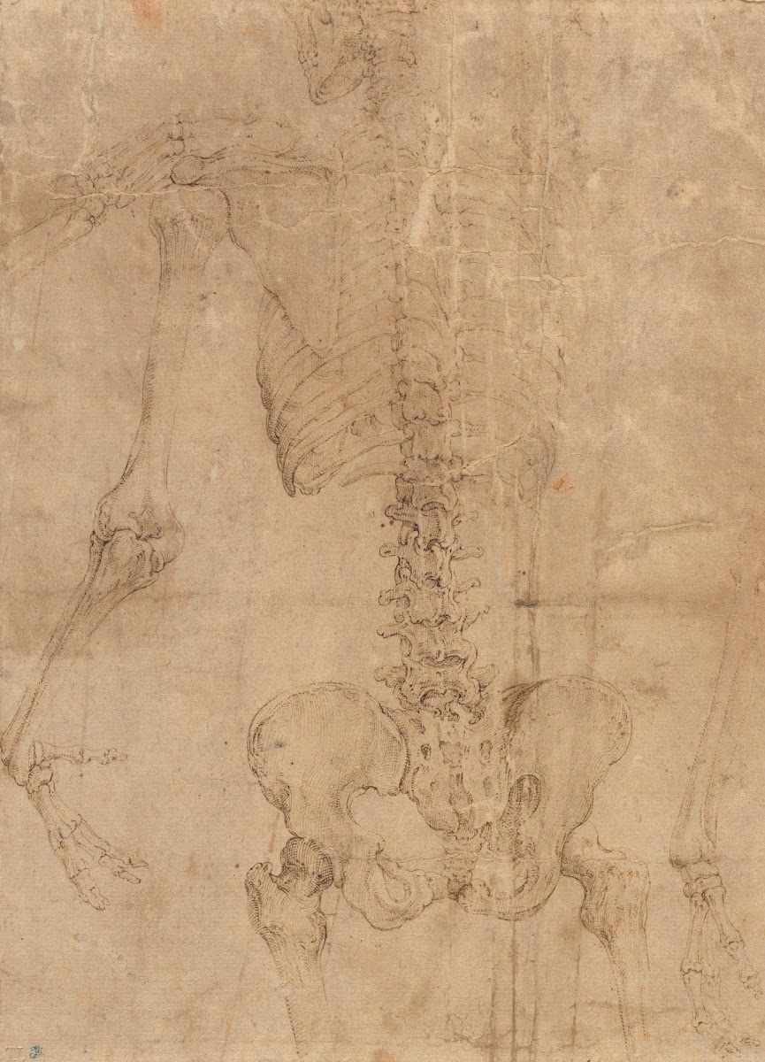 Upper Half of Skeleton from the Back early 1540s