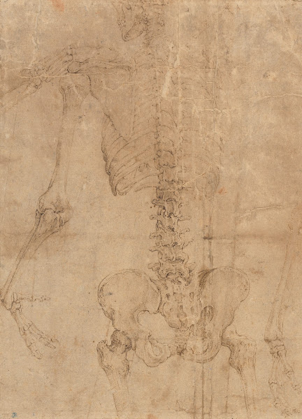 Upper Half of Skeleton from the Back early 1540s