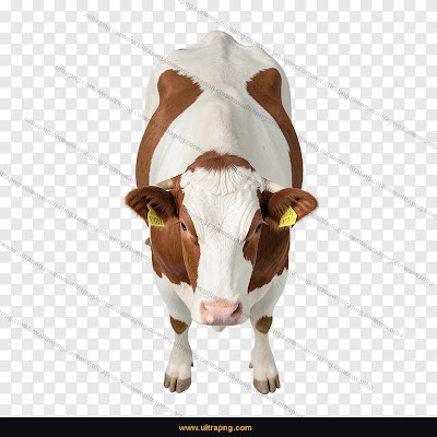 High-Quality Cow Top View PNG HD Transparent Background Free Download UltraPNG