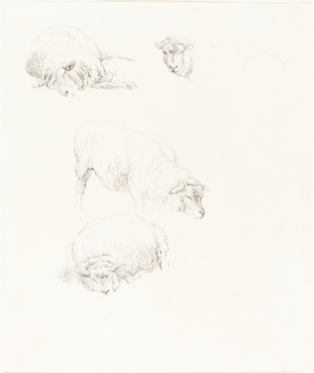 Studies of Sheep