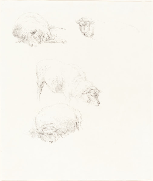 Studies of Sheep