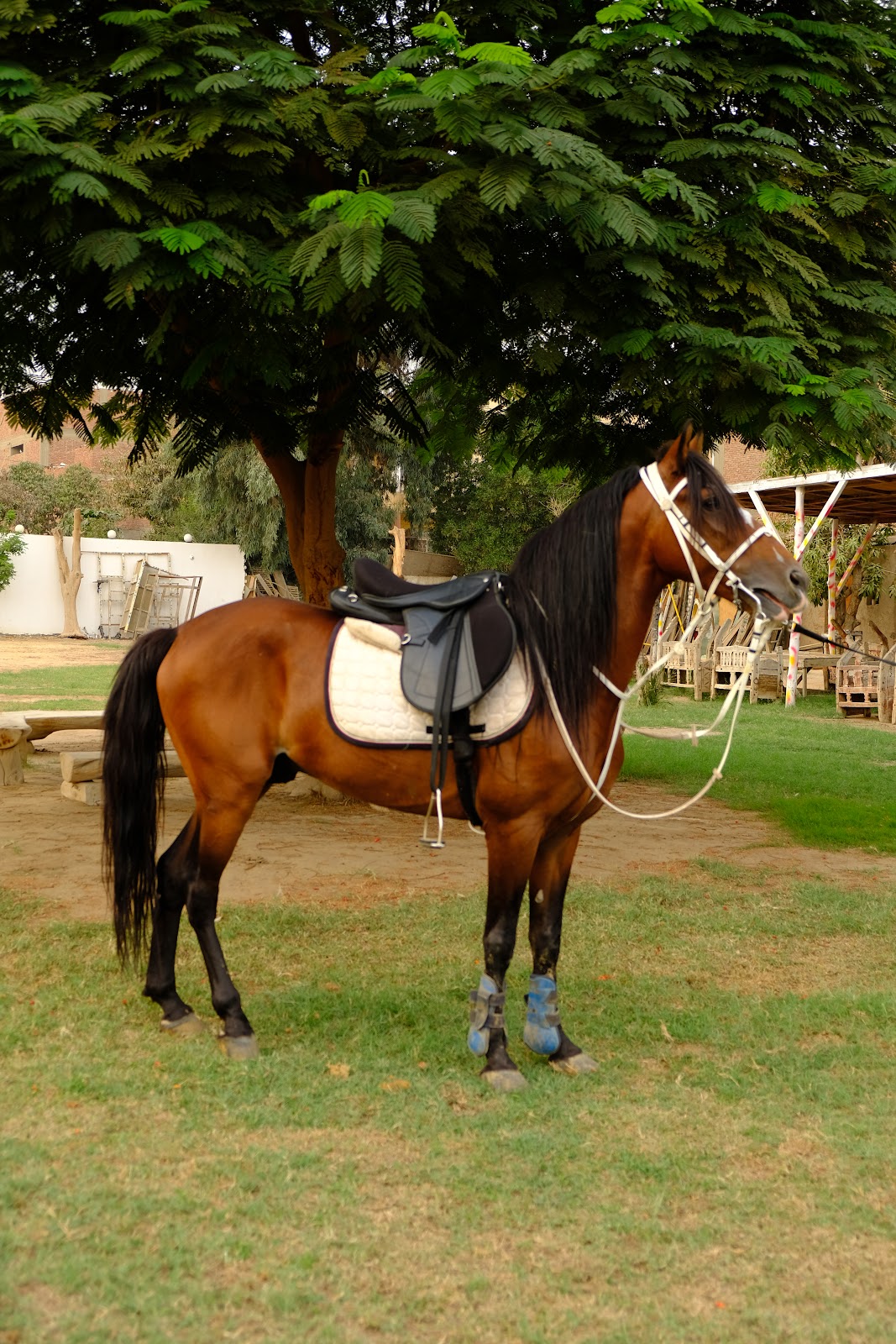 Shehab - Horse available for riding at Hooves in Saqqara, Egypt. Meet this striking Blood Bay with a magnificent, flowing black mane and tail. Hi