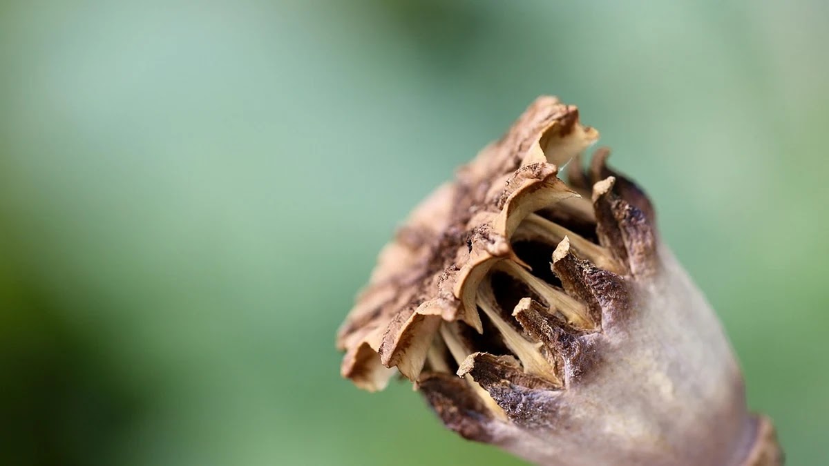 종합비타민 브랜드별 성분과 효능 상세 비교