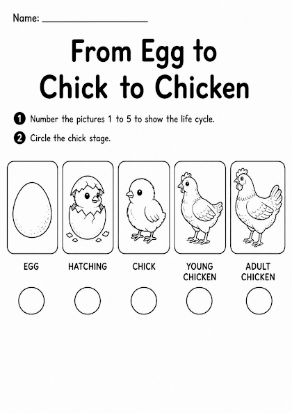 Chick Life Cycle Worksheet