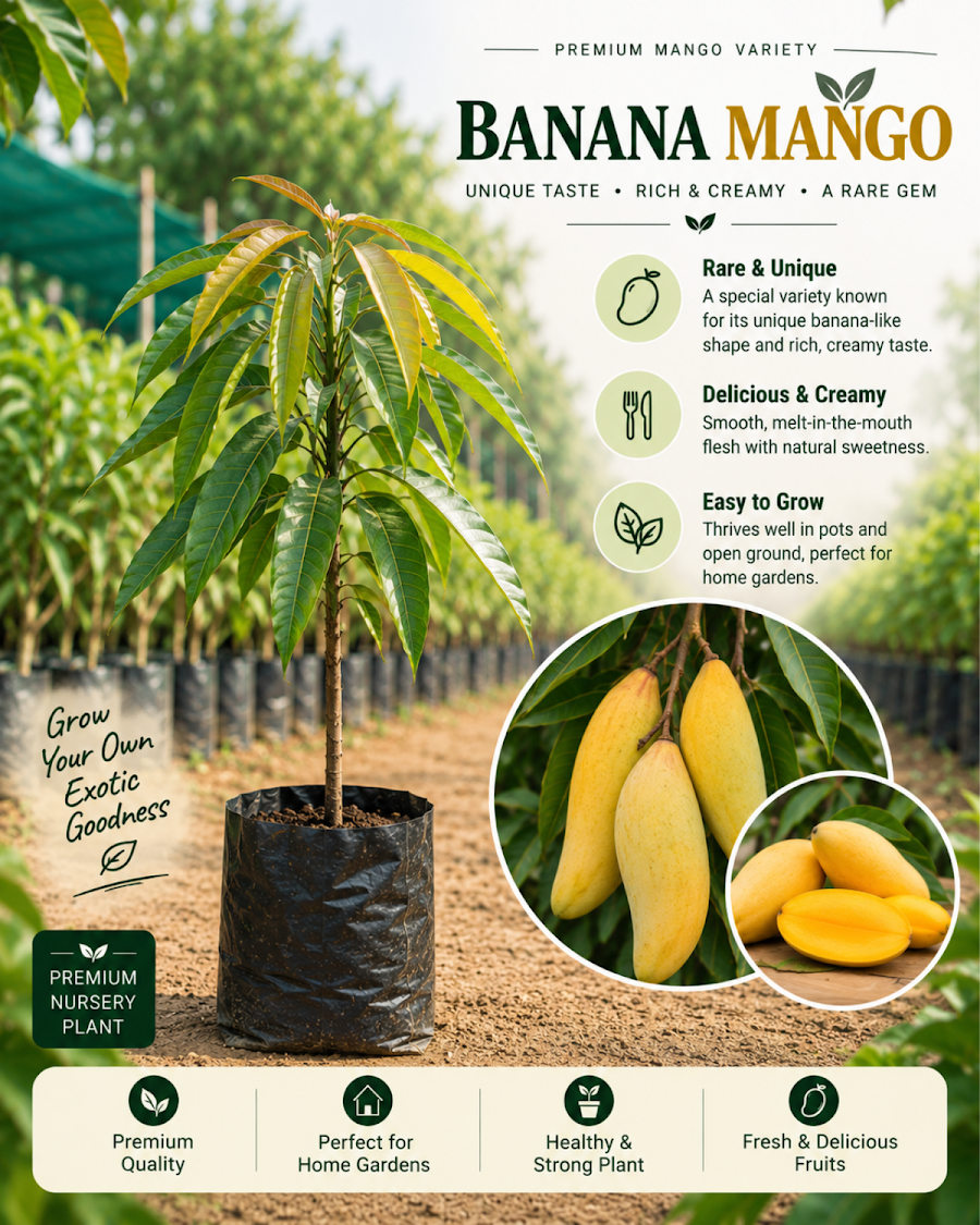 Mango Favourite Trio — view 4
