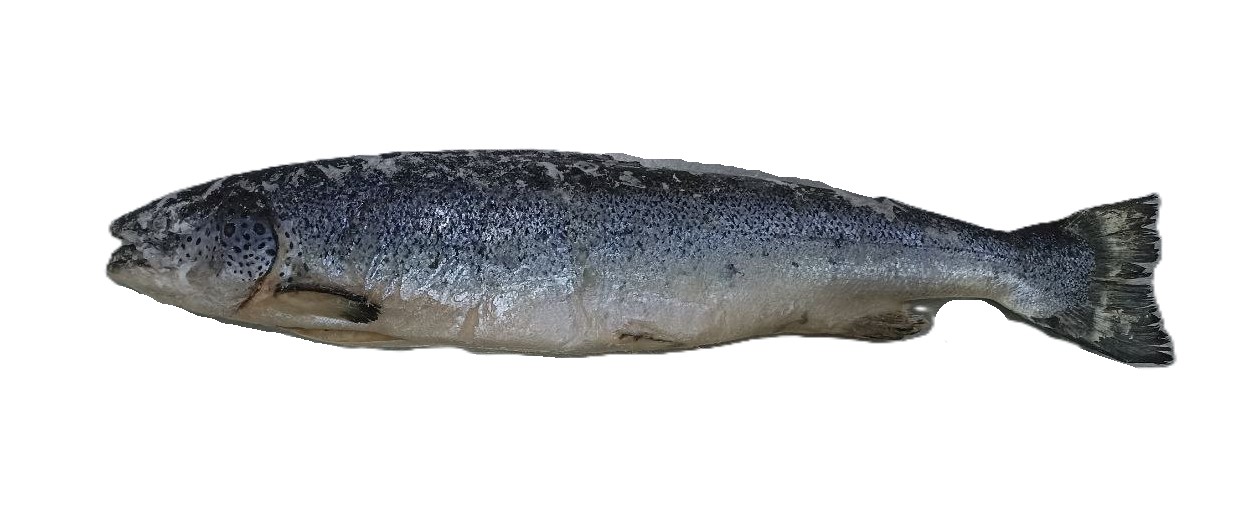 Fish Salmon Whole